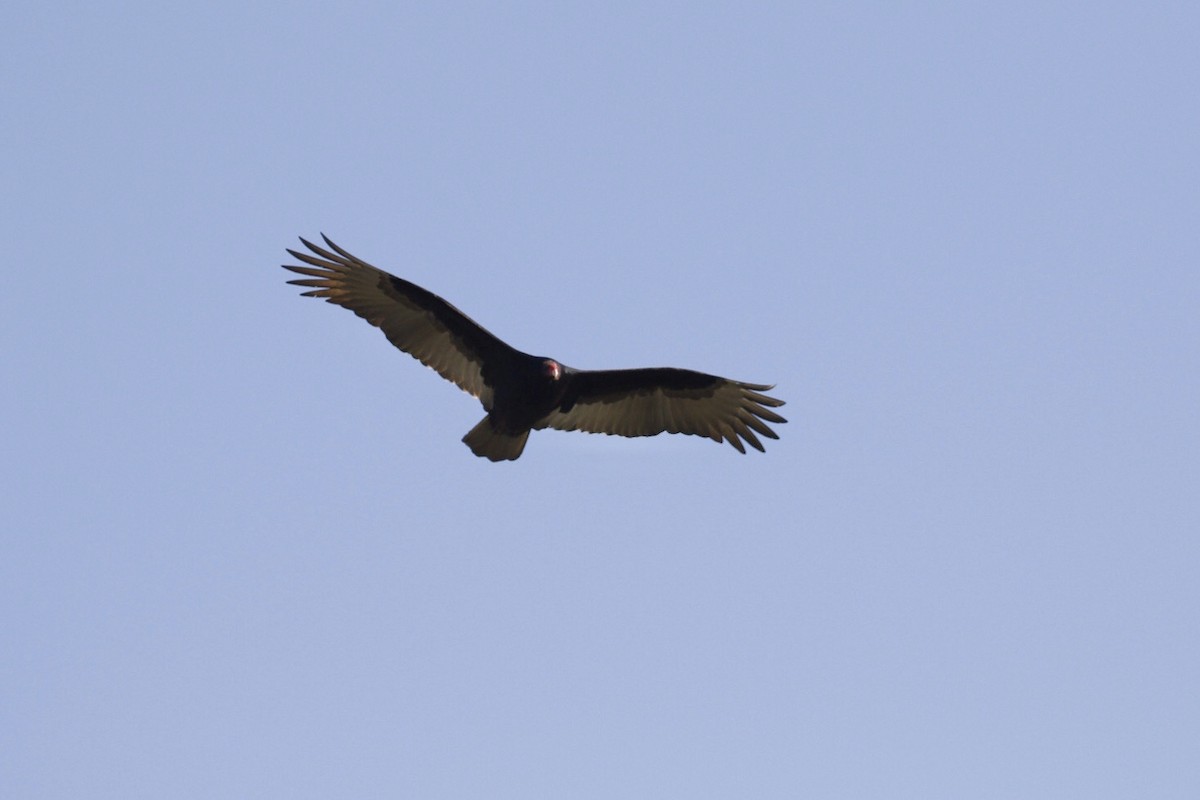 Turkey Vulture - ML210467331