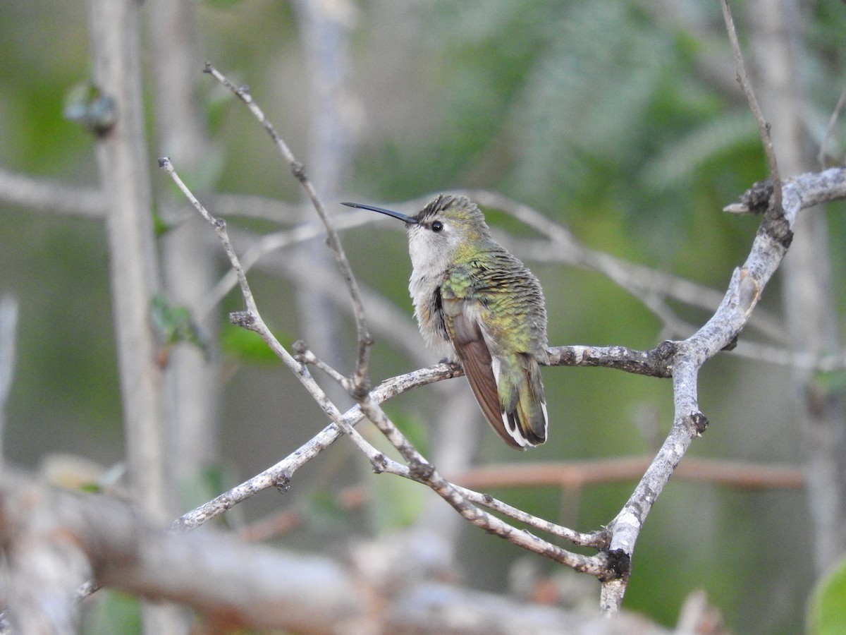 Costa's Hummingbird - ML210470741