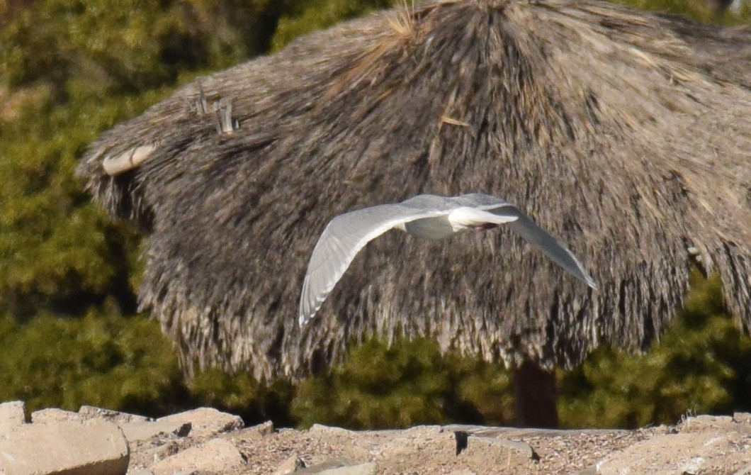 Herring x Glaucous-winged Gull (hybrid) - ML210472631