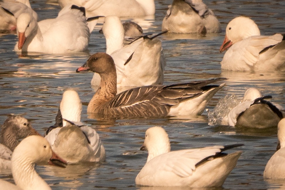 Pink-footed Goose - ML210473581