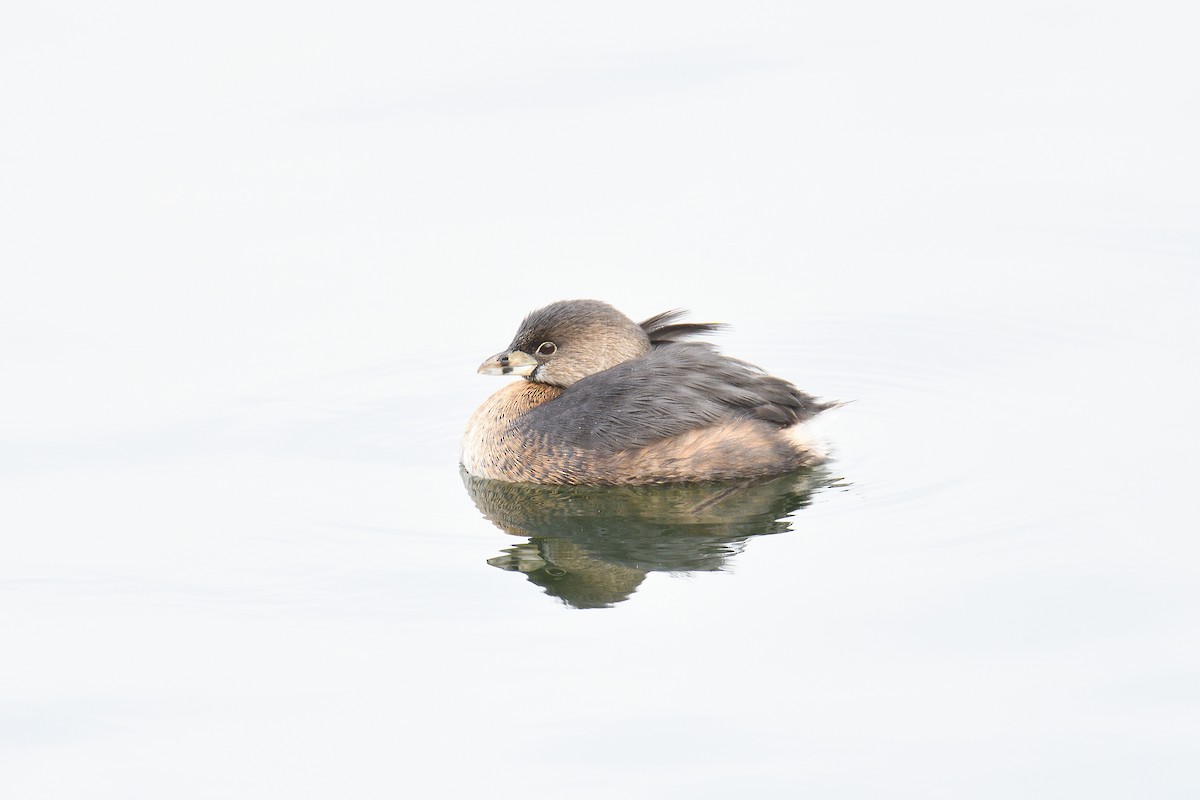 Pied-billed Grebe - terence zahner