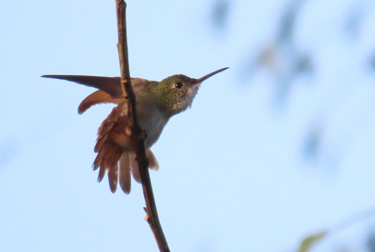 kolibřík azurovotemenný (ssp. chlorostephana) - ML210475331