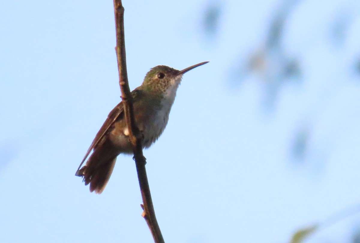 Azure-crowned Hummingbird (Mosquitia) - ML210475341