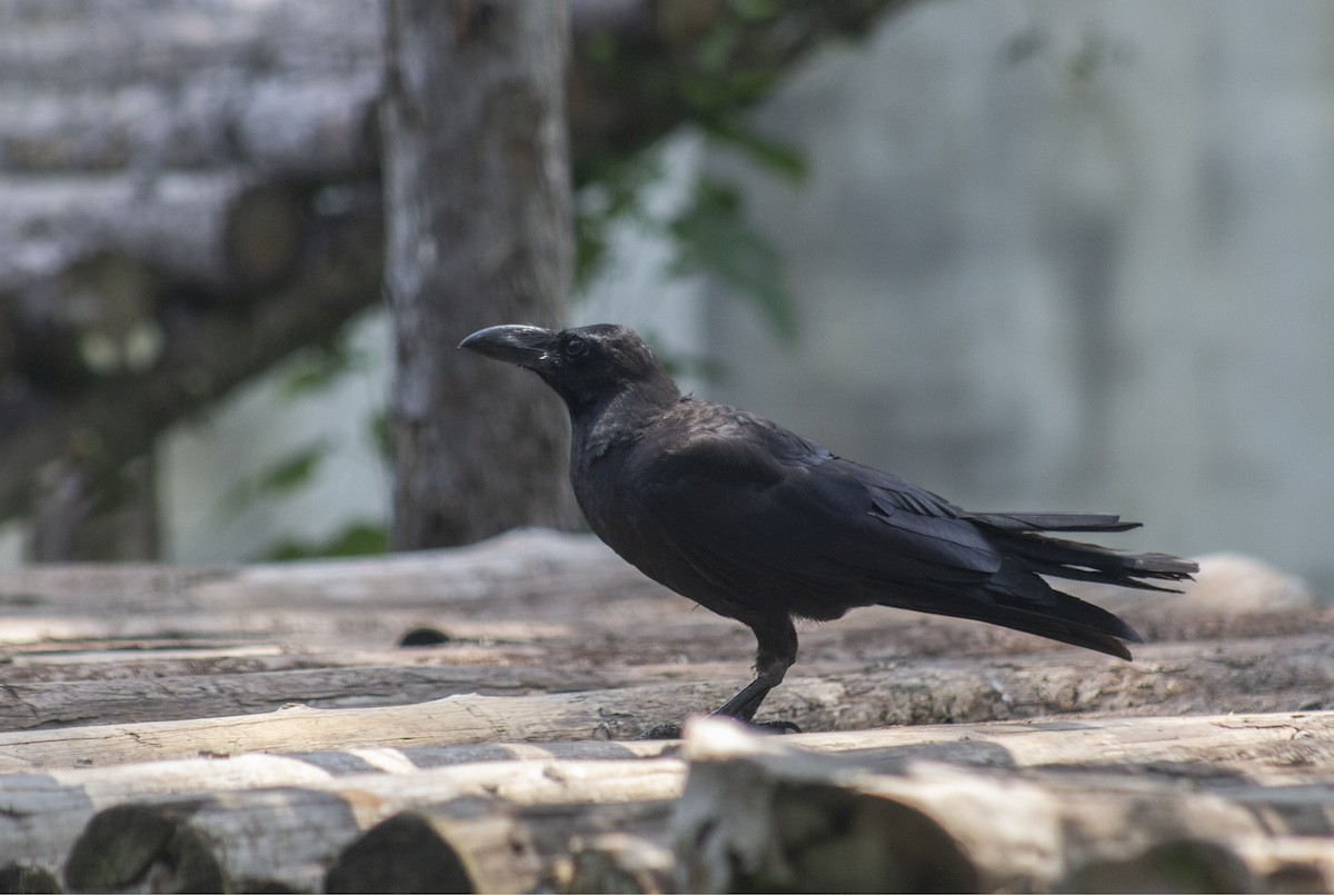 Large-billed Crow - Alejandro Llanes