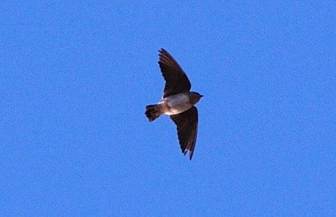 Cave Swallow - Cynthia Ehlinger