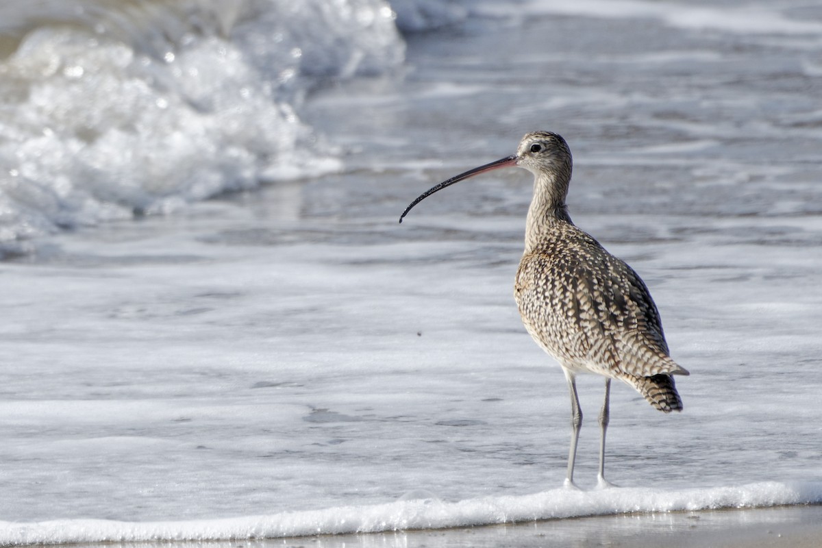 Long-billed Curlew - ML210484011
