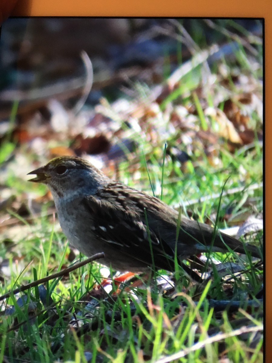 Golden-crowned Sparrow - ML210485791