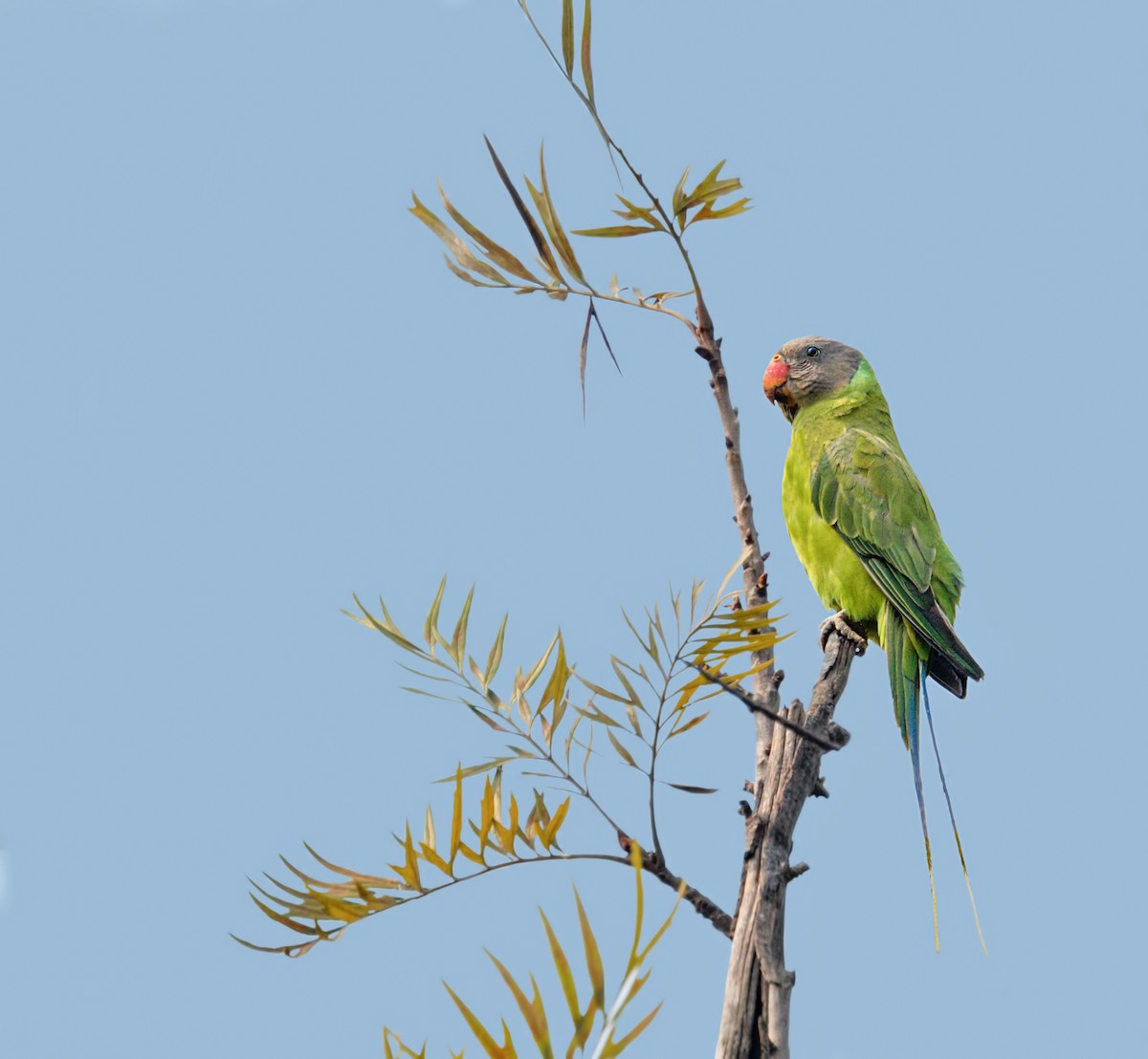 Finsch Yeşil Papağanı - ML210498151