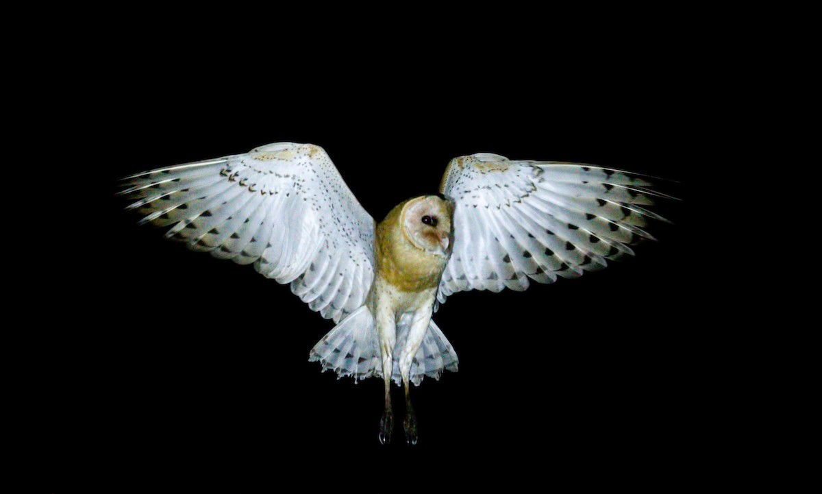 Australasian Grass-Owl - Harish Thangaraj