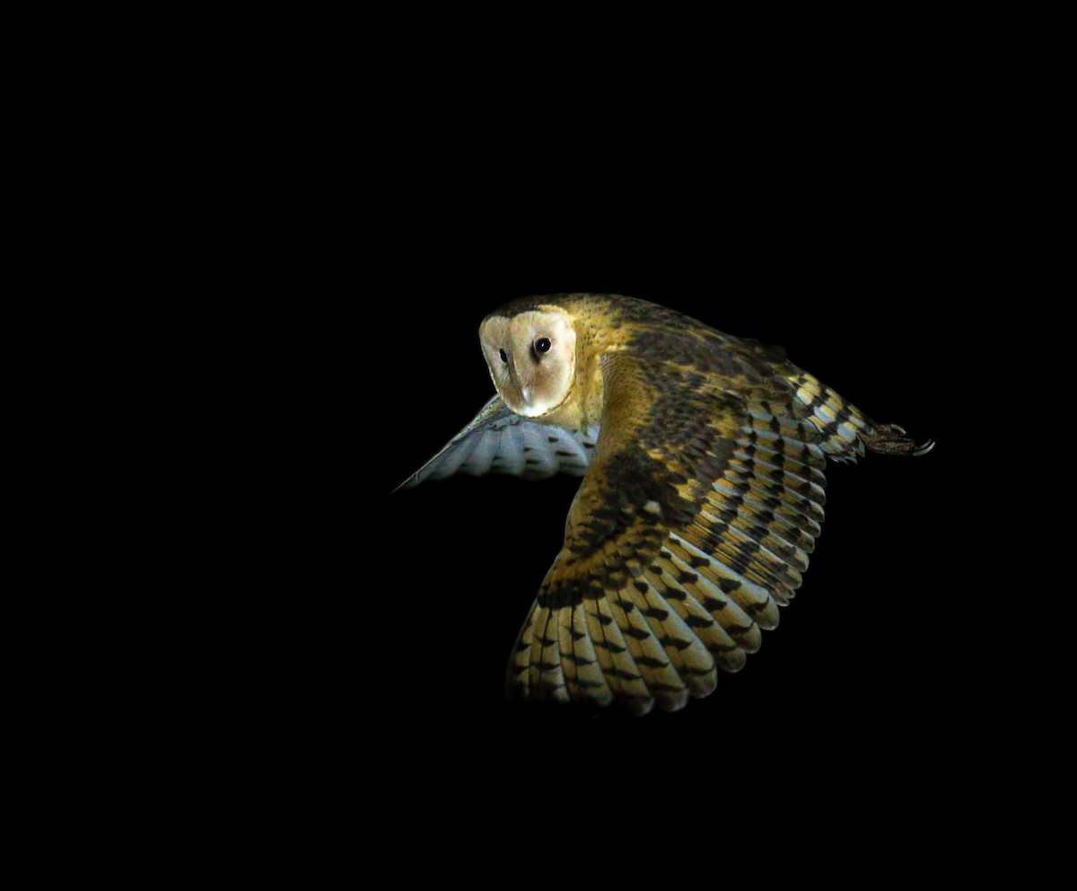 Australasian Grass-Owl - ML210498381