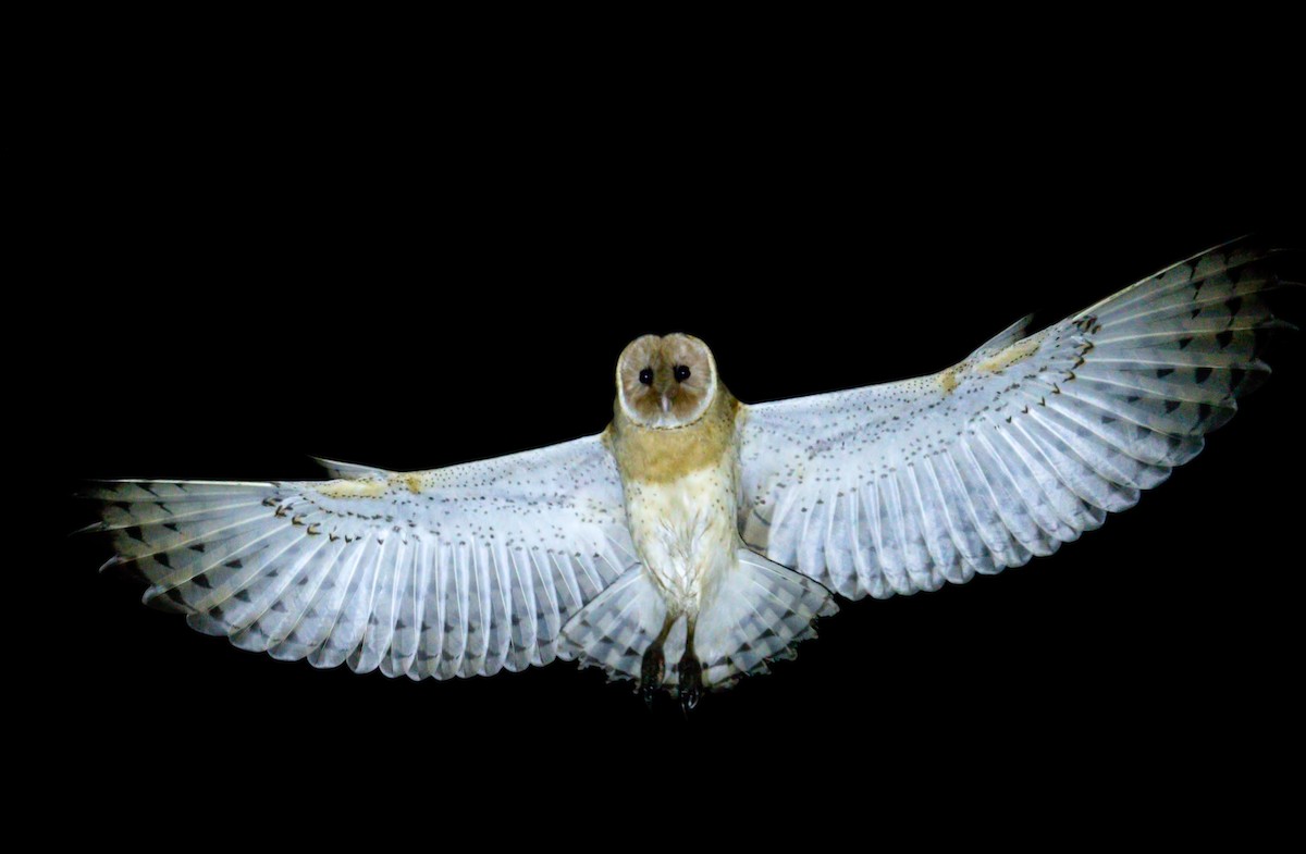 Australasian Grass-Owl - Harish Thangaraj