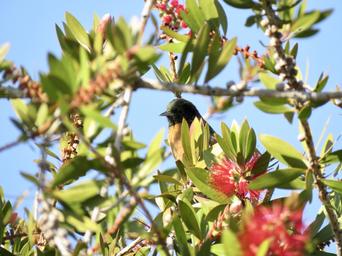 Orchard Oriole - ML210505411