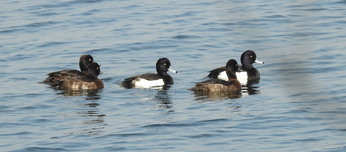 Tufted Duck - ML210514391