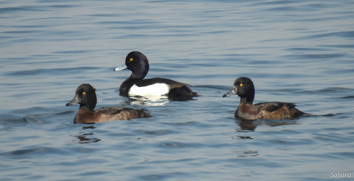 Tufted Duck - ML210514401
