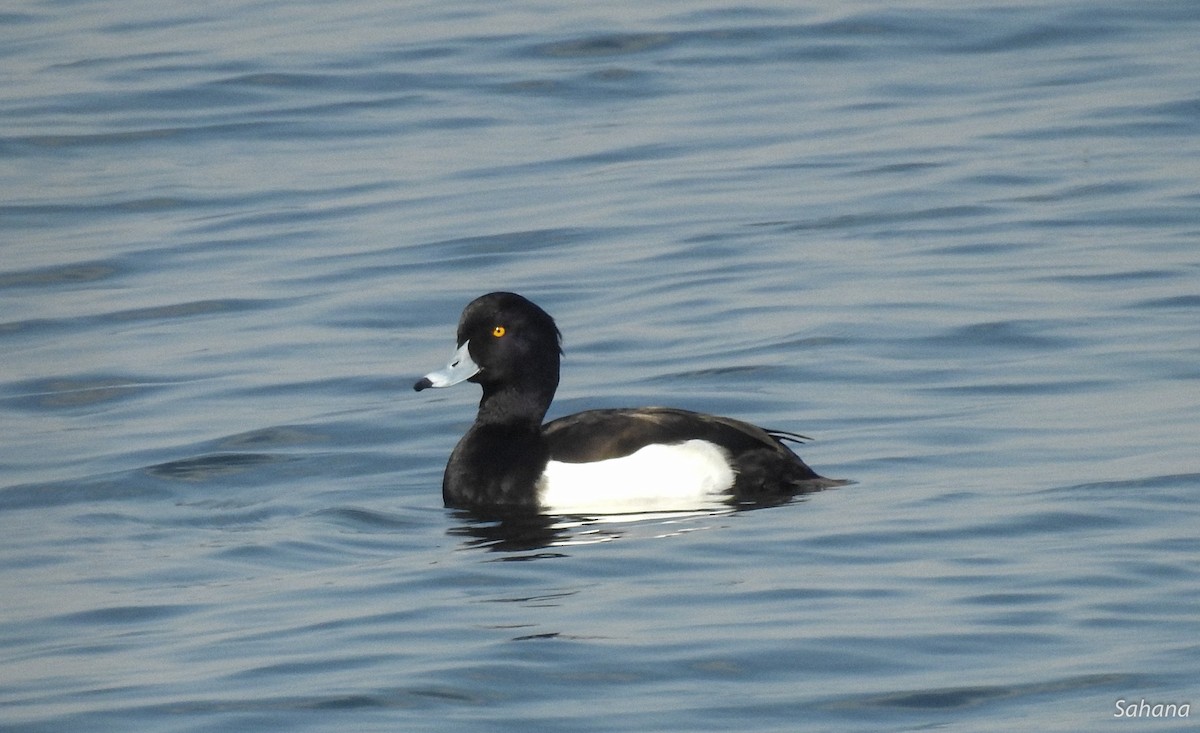 Tufted Duck - ML210514411