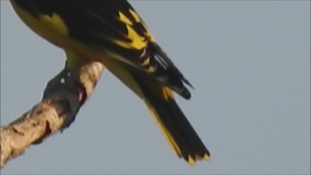 Indian Golden Oriole - ML210514811