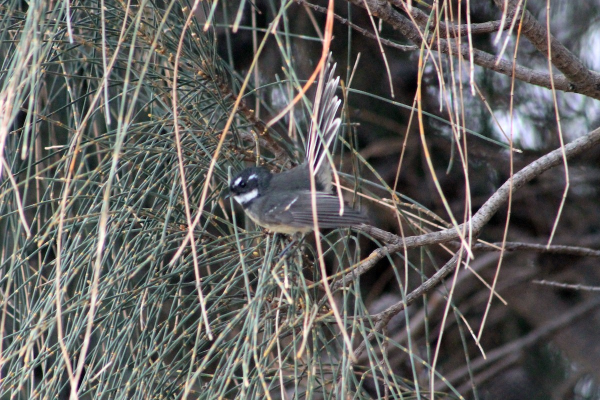 Gray Fantail (albiscapa) - ML210516091