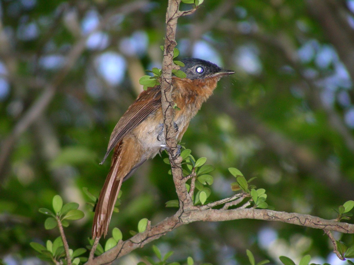 Malagasy Paradise-Flycatcher - Juan Ramírez