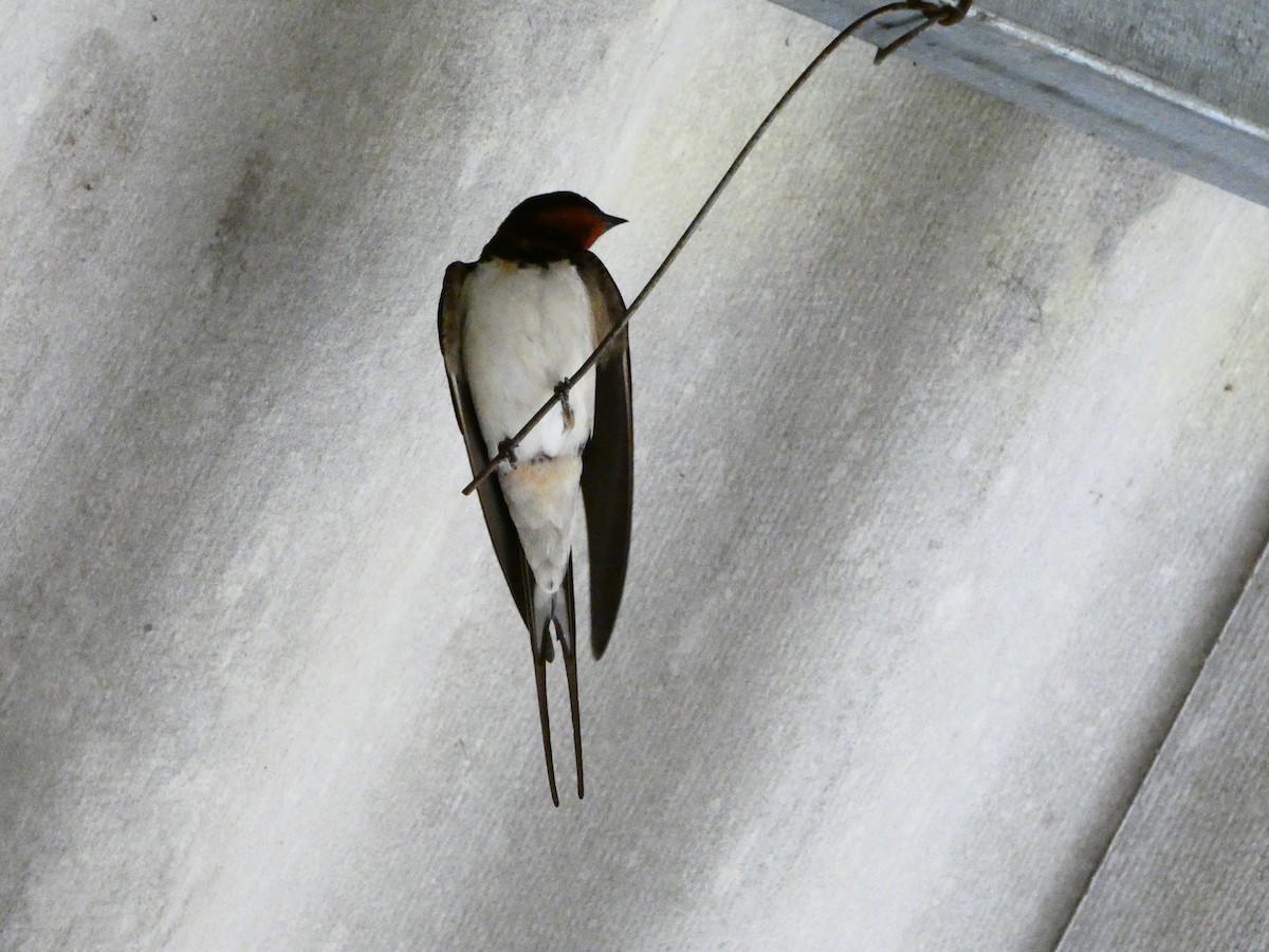 Barn Swallow - Pauline Binetruy