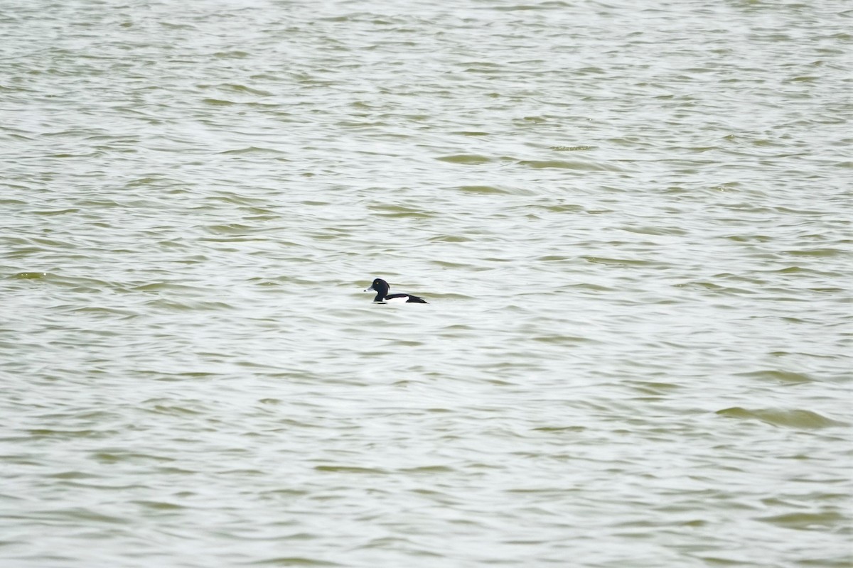 Tufted Duck - ML210519591