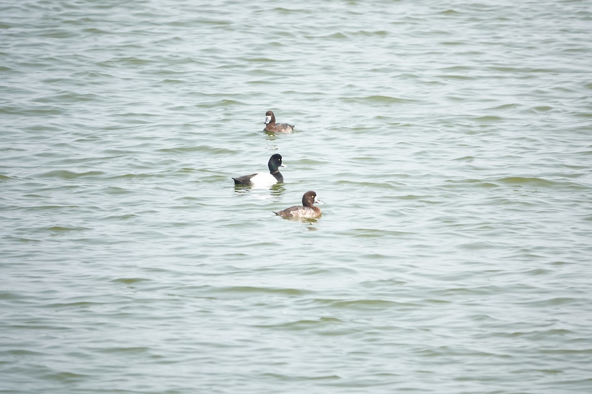 Greater Scaup - ML210519721