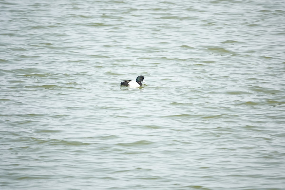 Greater Scaup - ML210519751