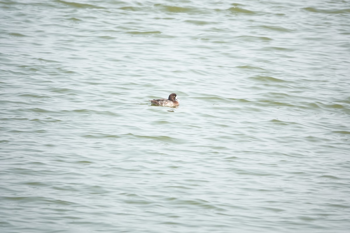 Greater Scaup - 志民 蘇