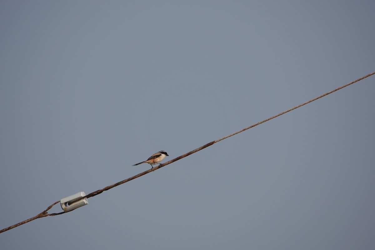 Long-tailed Shrike - ML210519841