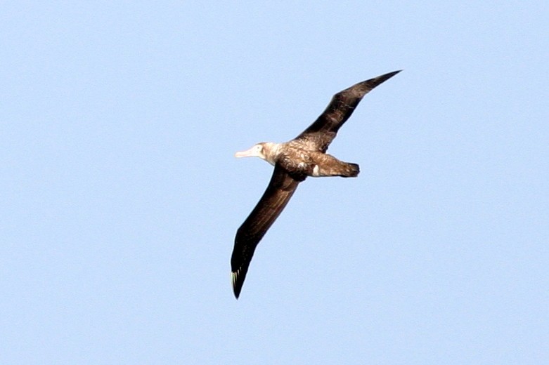 Albatros hurleur, A. de Tristan da Cunha ou A. des Antipodes - ML210519971