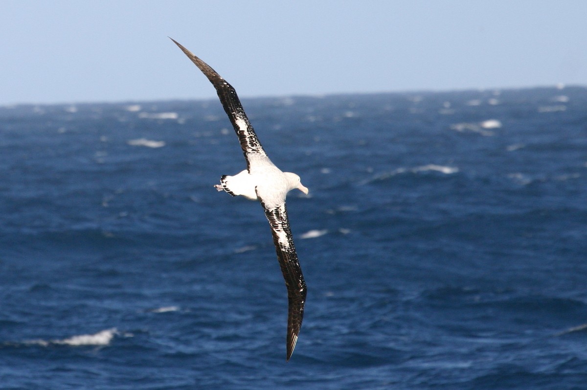 Albatros hurleur, A. de Tristan da Cunha ou A. des Antipodes - ML210519991