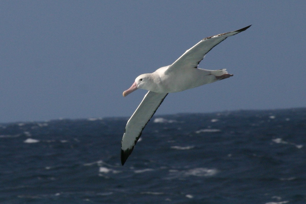 Albatros hurleur, A. de Tristan da Cunha ou A. des Antipodes - ML210520001