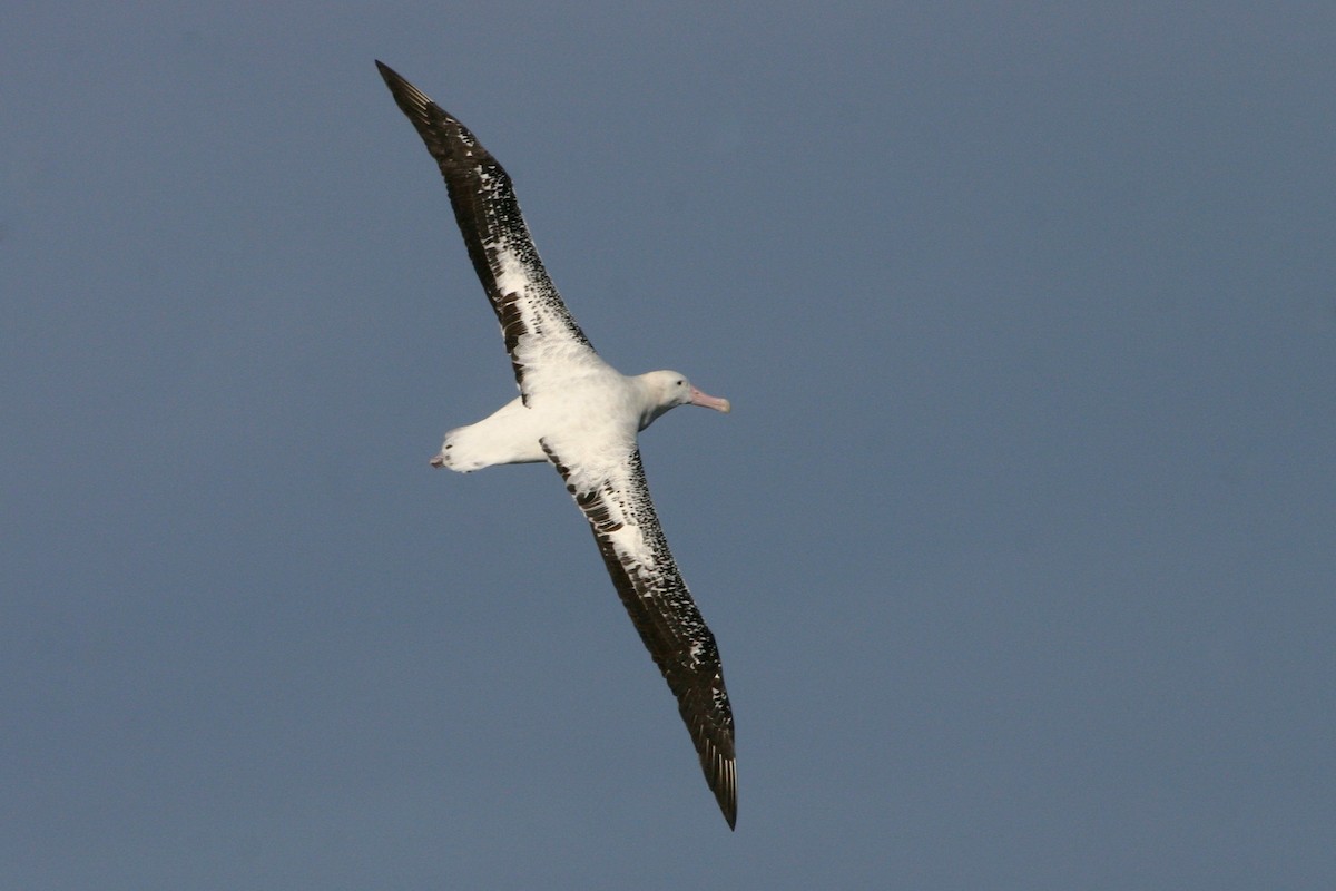 Albatros hurleur, A. de Tristan da Cunha ou A. des Antipodes - ML210520011