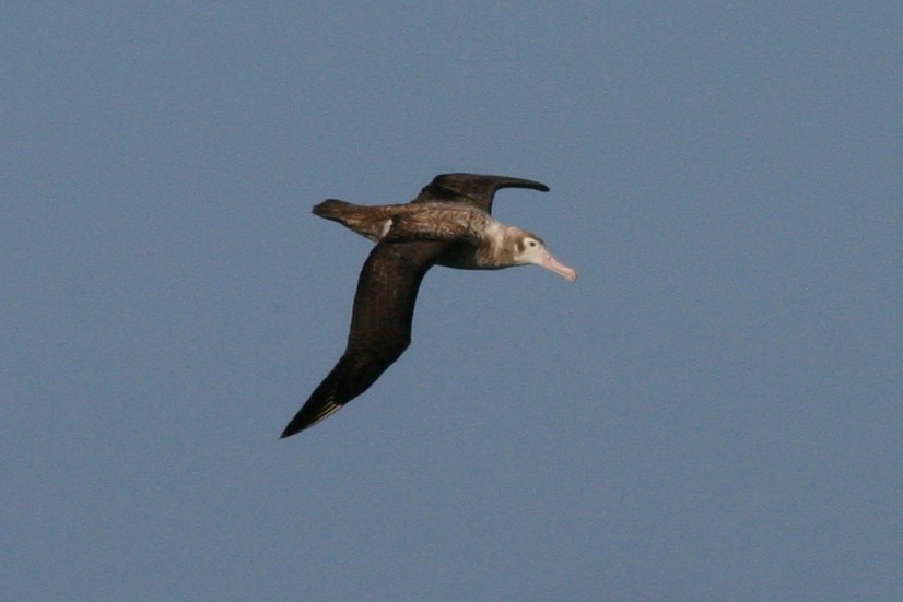 Albatros hurleur, A. de Tristan da Cunha ou A. des Antipodes - ML210520021