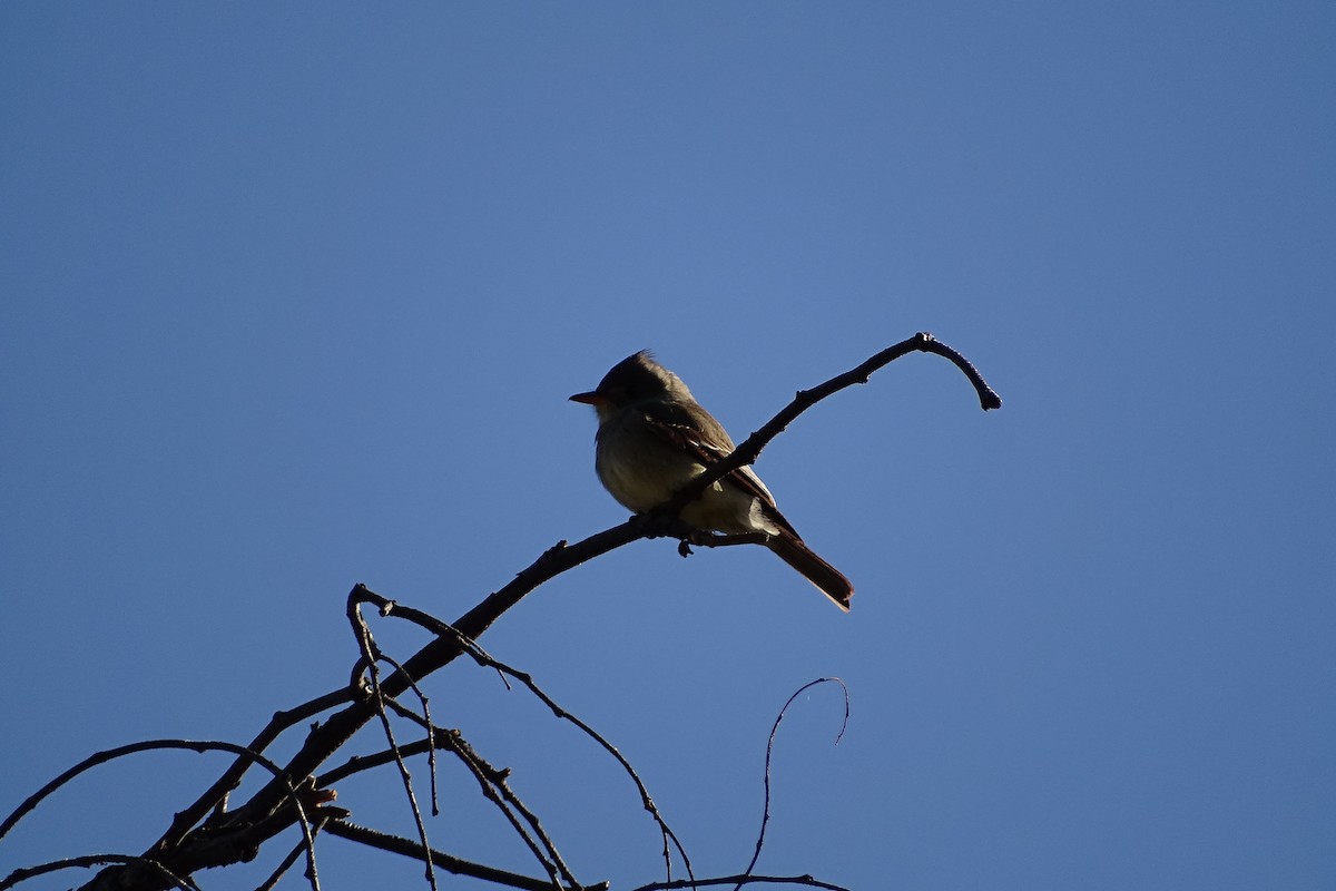 Greater Pewee - ML210529051