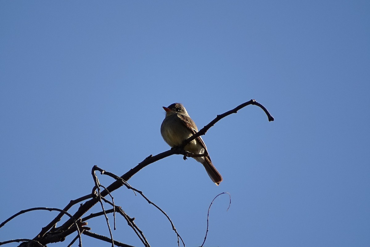 Greater Pewee - ML210529071