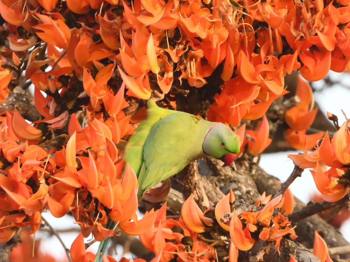 Rose-ringed Parakeet - dhanapal kondasamy