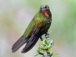  - Fire-throated Metaltail