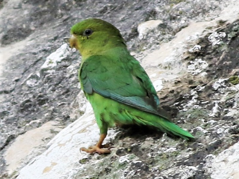 Andean Parakeet - Daniel Lebbin