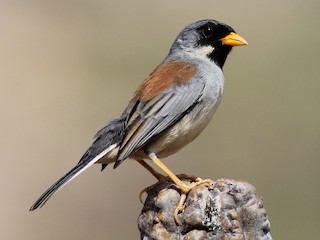 Buff-bridled Inca-Finch - eBird