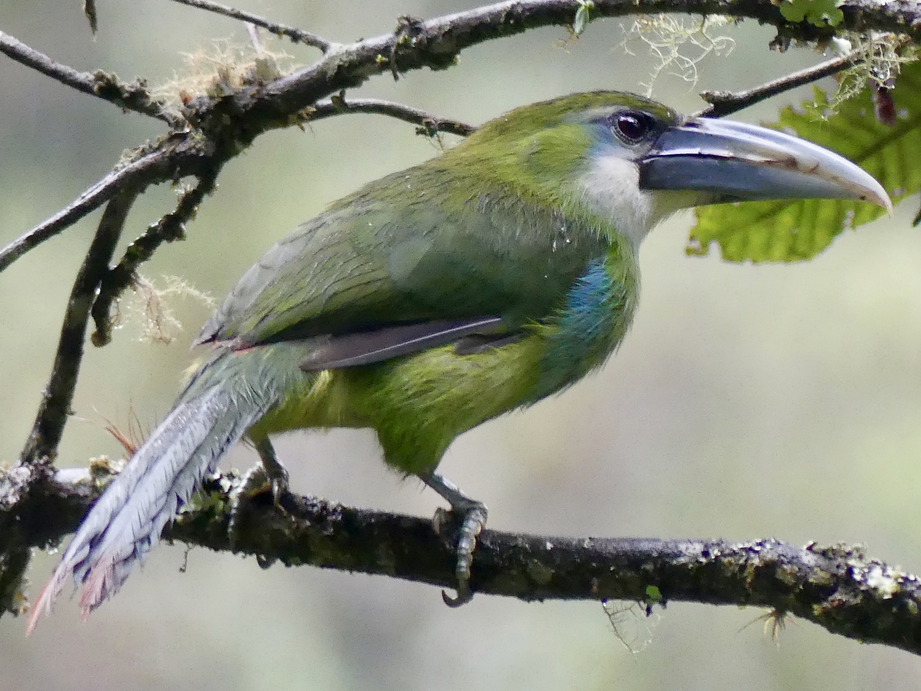 Blue-banded Toucanet - Laura Blutstein