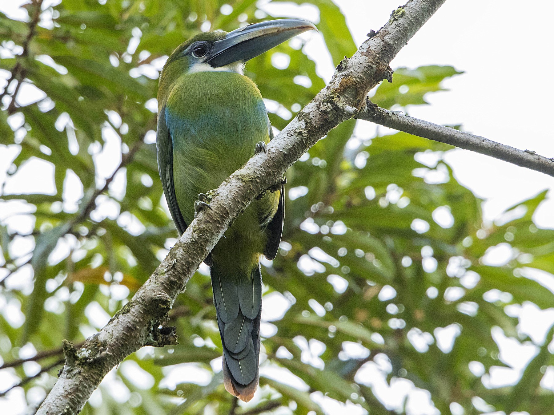 Blue-banded Toucanet - Bradley Hacker 🦜