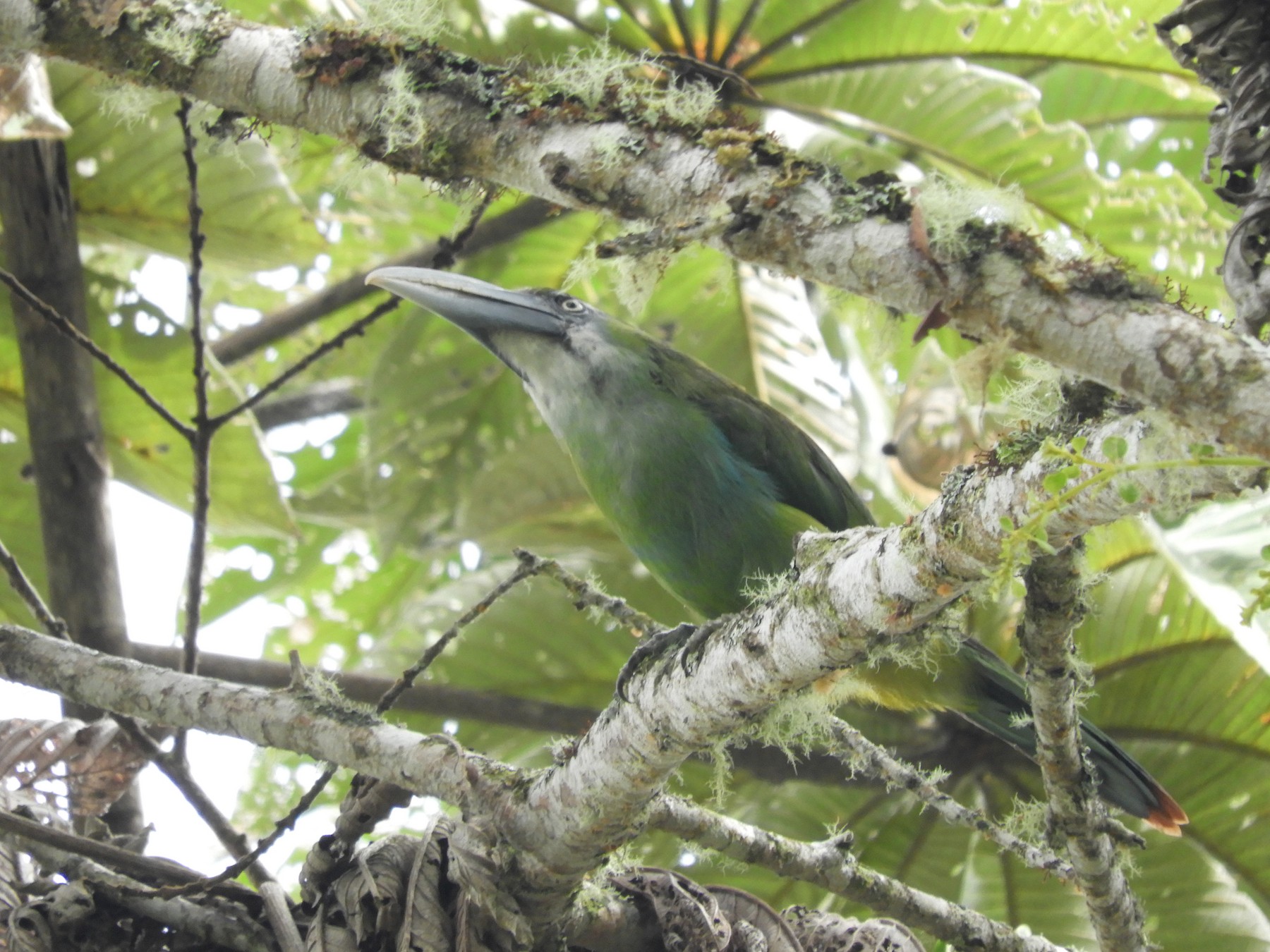 Blue-banded Toucanet - Daniel Orizano