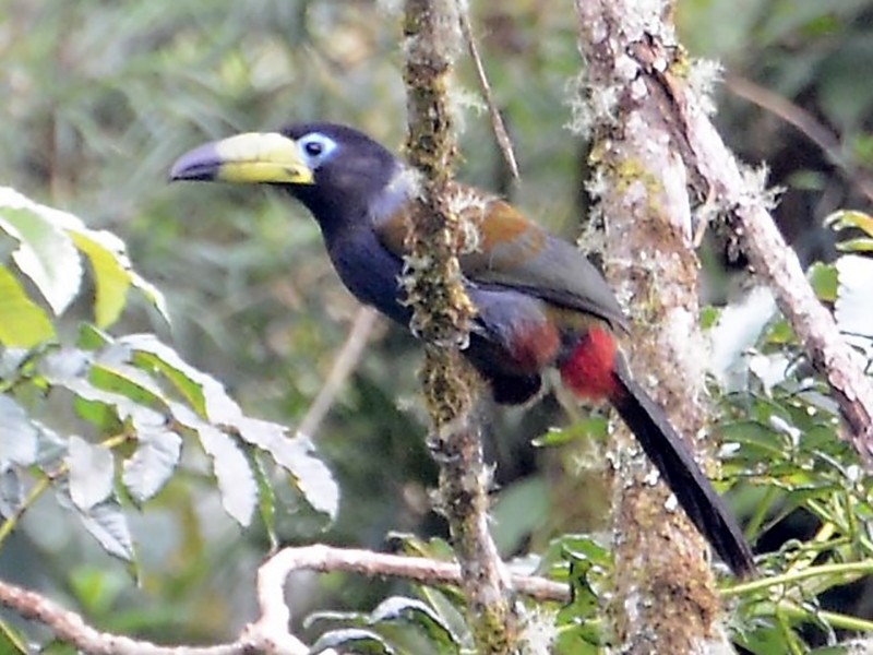 Hooded Mountain-Toucan - Neil Wingert