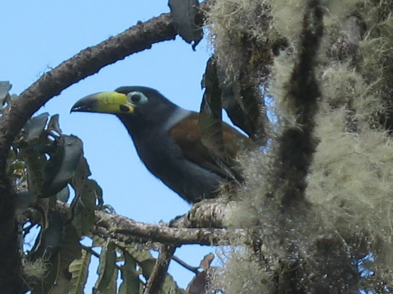 Hooded Mountain-Toucan - David Vander Pluym