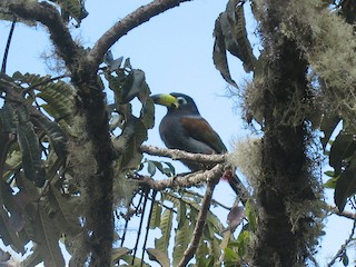 キバシヤマオオハシ - eBird