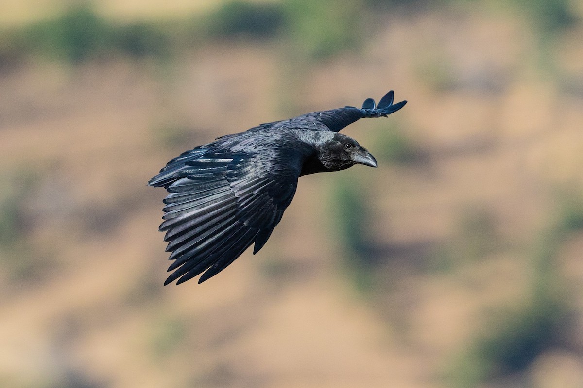 Fan-tailed Raven - ML210536631