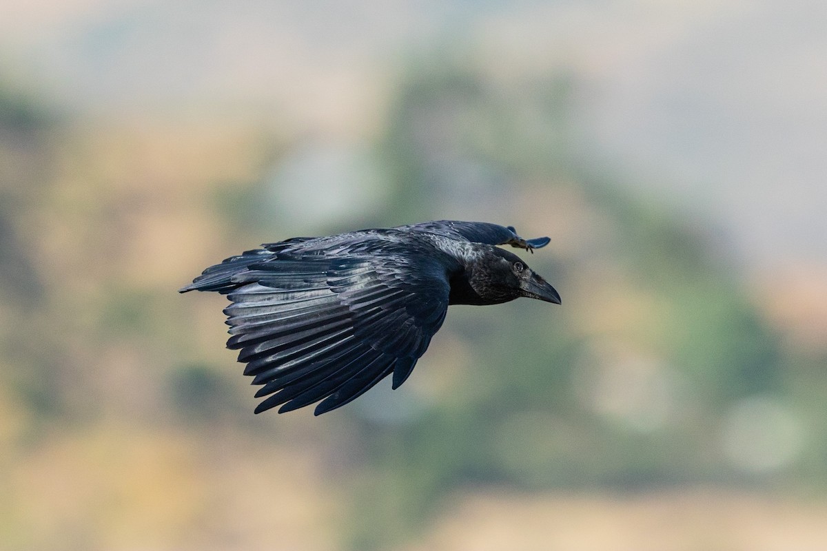 Fan-tailed Raven - ML210536641