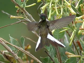 雄鳥 - Tor Egil Høgsås - ML210537141