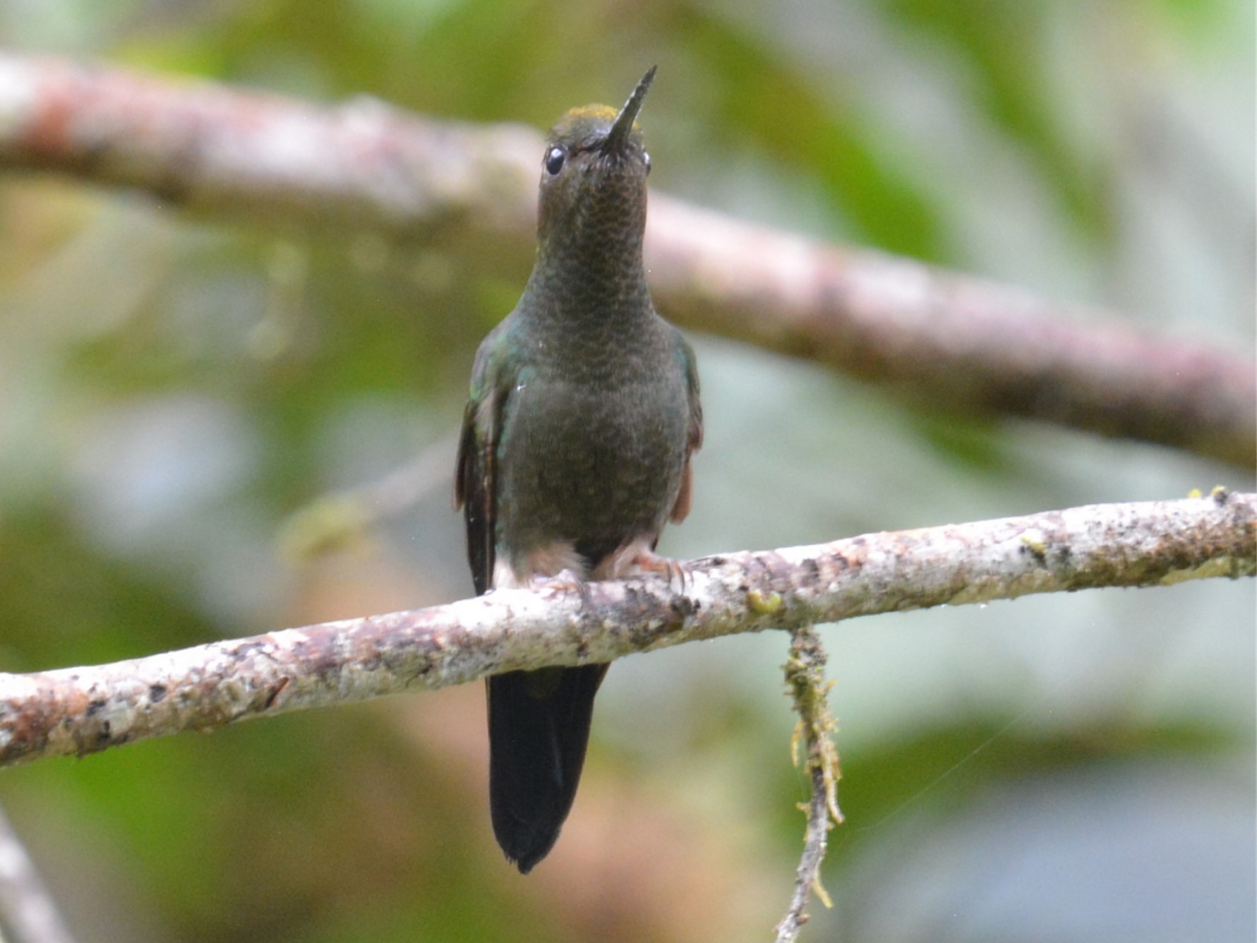 Buff-thighed Puffleg - Tom & Jenny Jackman