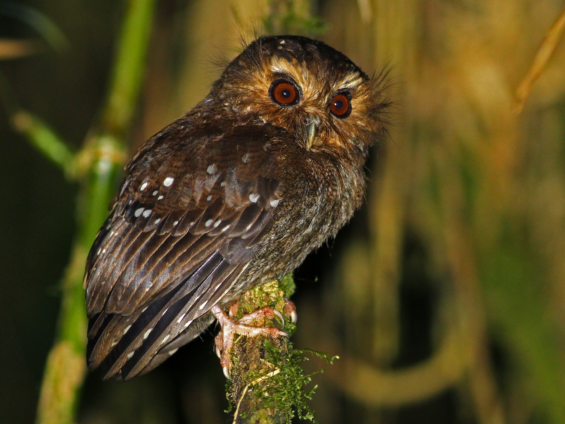 Long-whiskered Owlet - Andrew Spencer